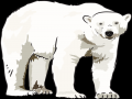 PCHS Polar Bear 2