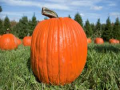 WCA 11th Annual Pumpkin Run