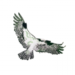 Riviera-Kaufer team Logo