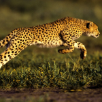 Impact Speed Athletics Track Club