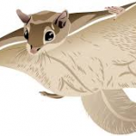 Flying Squirrels